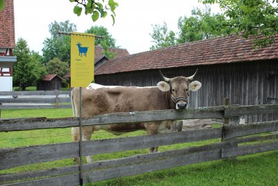 Sensenmähkurs 2024 Kuh