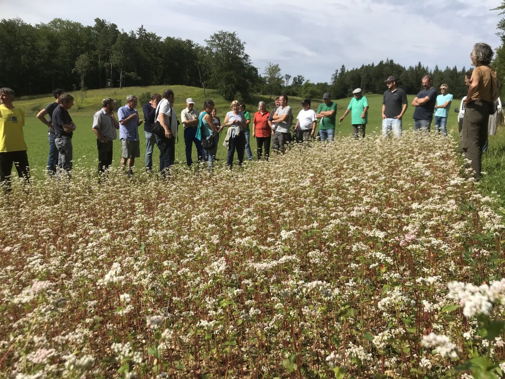 Gruppenfoto Ackerwildkräuter