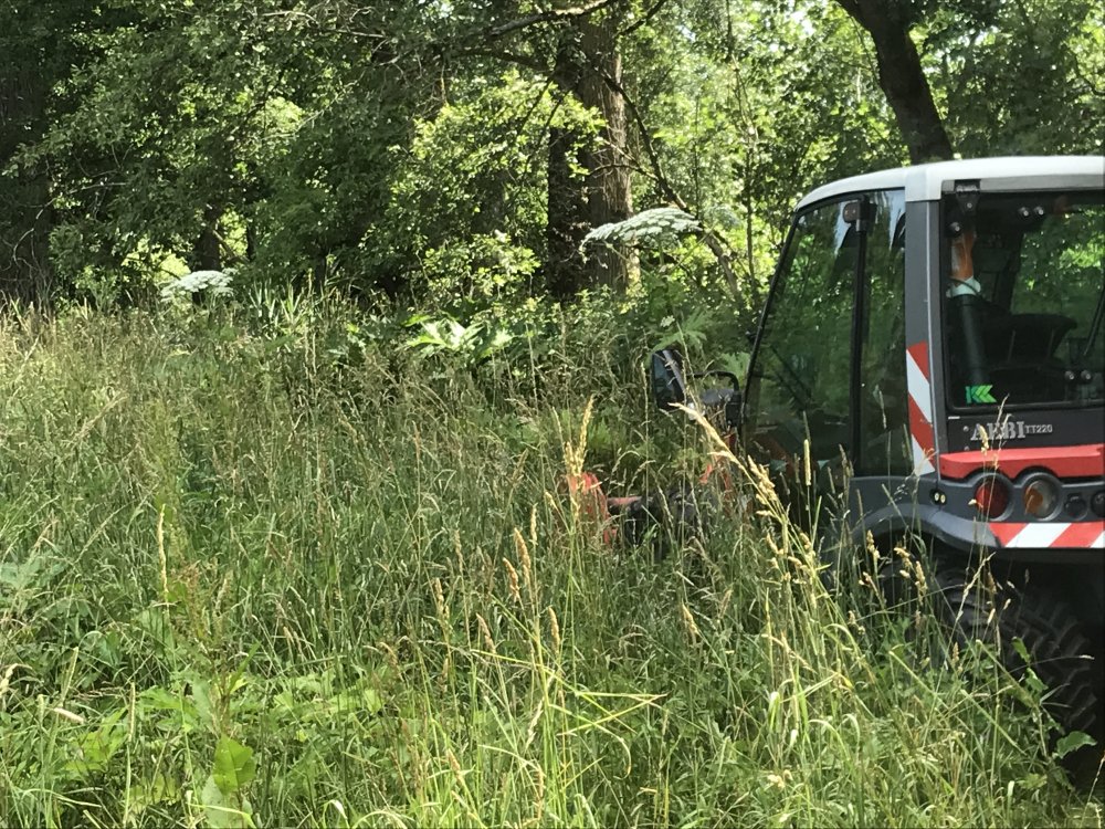 Riesenbärenklau mulchen