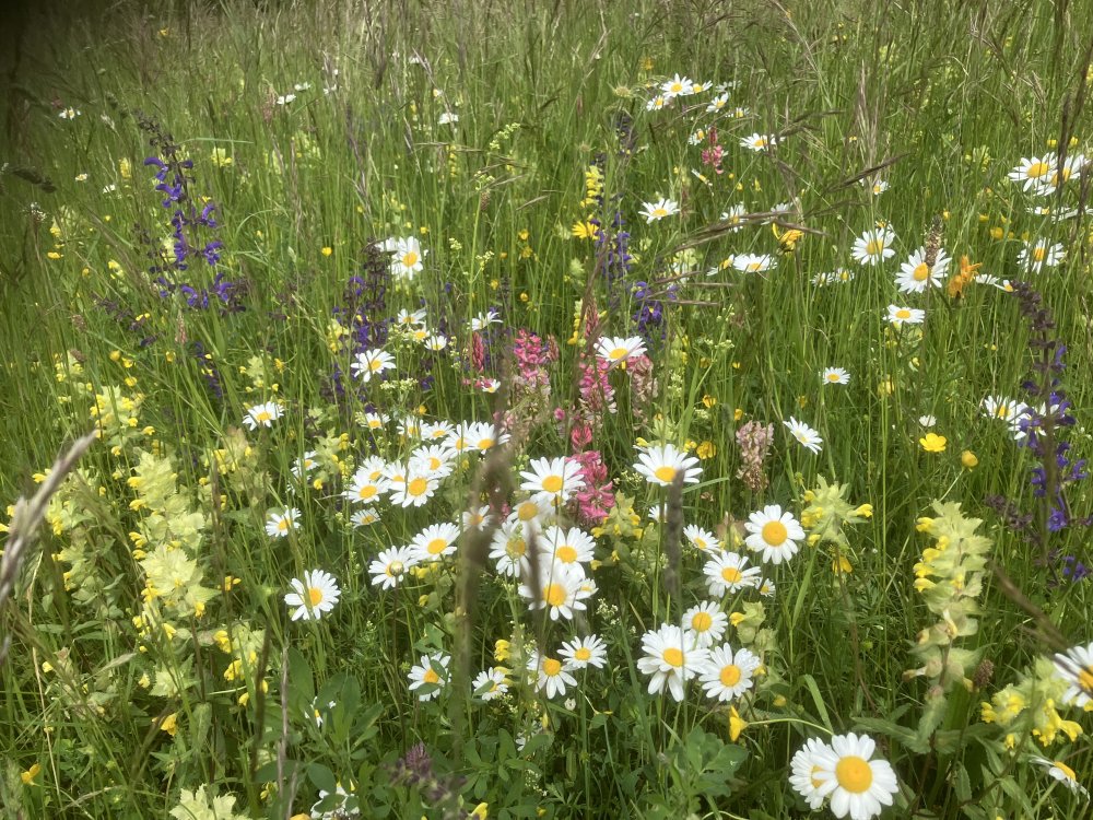 Archewiesen Spenderfläche