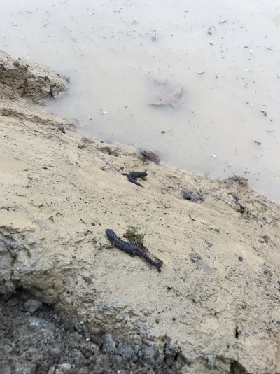 Bergmolche und Grasfrosch