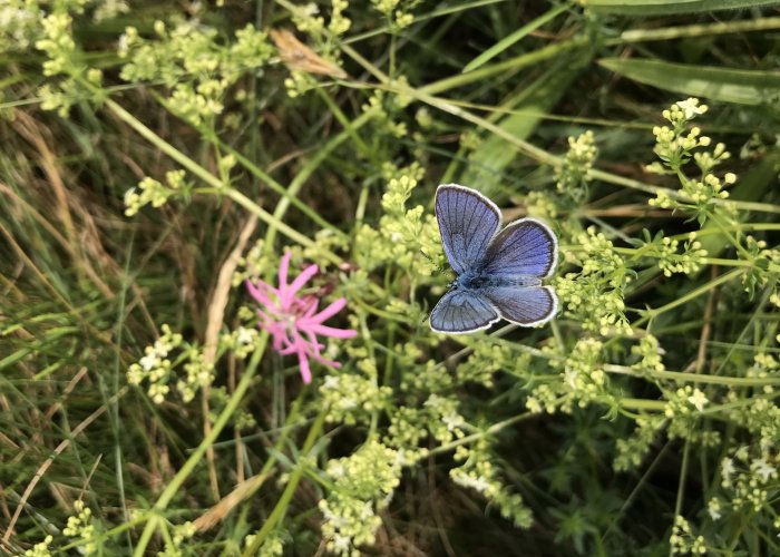 Auftaktveranstaltung Runder Tisch Artenvielfalt im Landkreis Biberach
